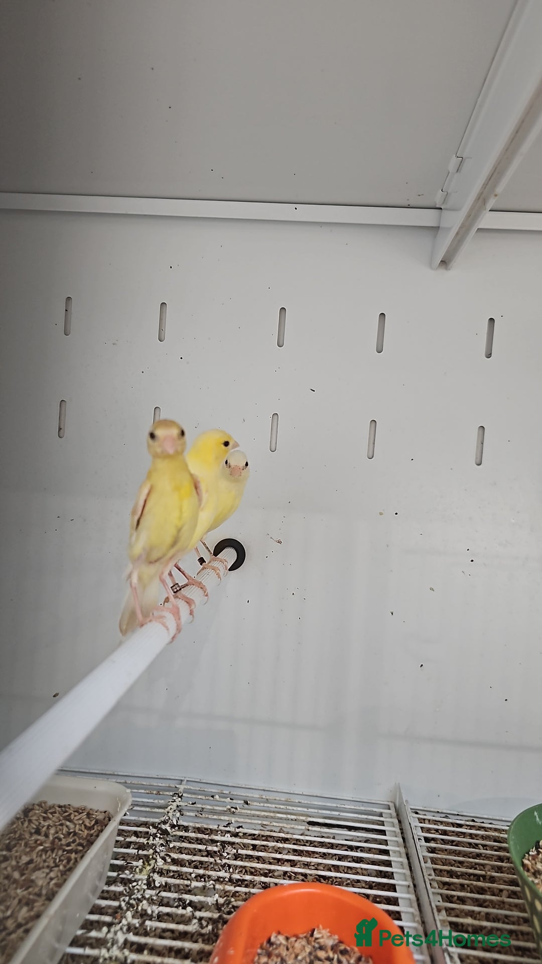 Finches birds for sale: Canaries for sale - Image 2