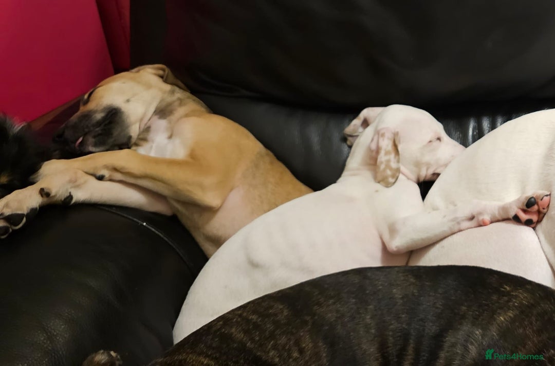 Mixed Breed dogs for sale: Staffy cross  - Advert 2