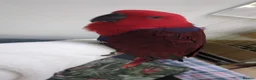 Lories birds for sale: Female and male eclectus 4 months old super tamed - Advert 11