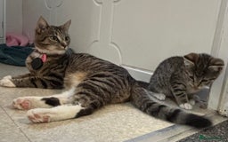 Mixed Breed cats for sale: Beautiful Minnie - Image 2