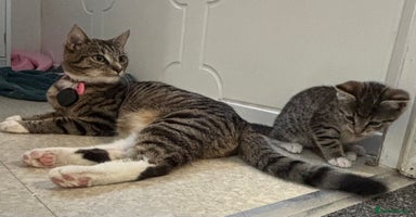 Mixed Breed cats - Advert 12