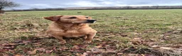 Labrador Retriever dogs for sale: Beautiful labrador puppies - Advert 5
