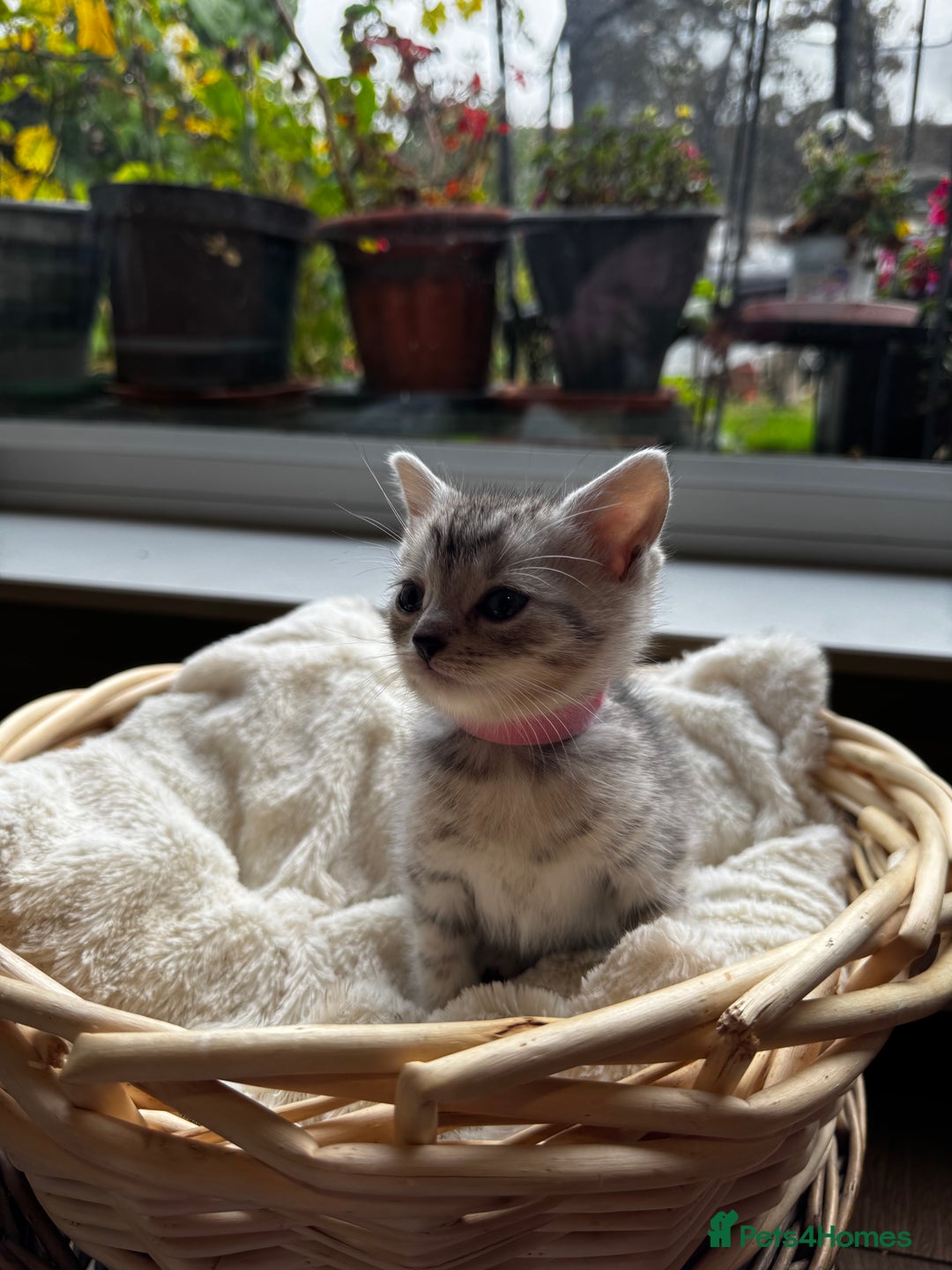 British Shorthair cats for sale: Gorgeous British Shorthair Kittens   - Image 13