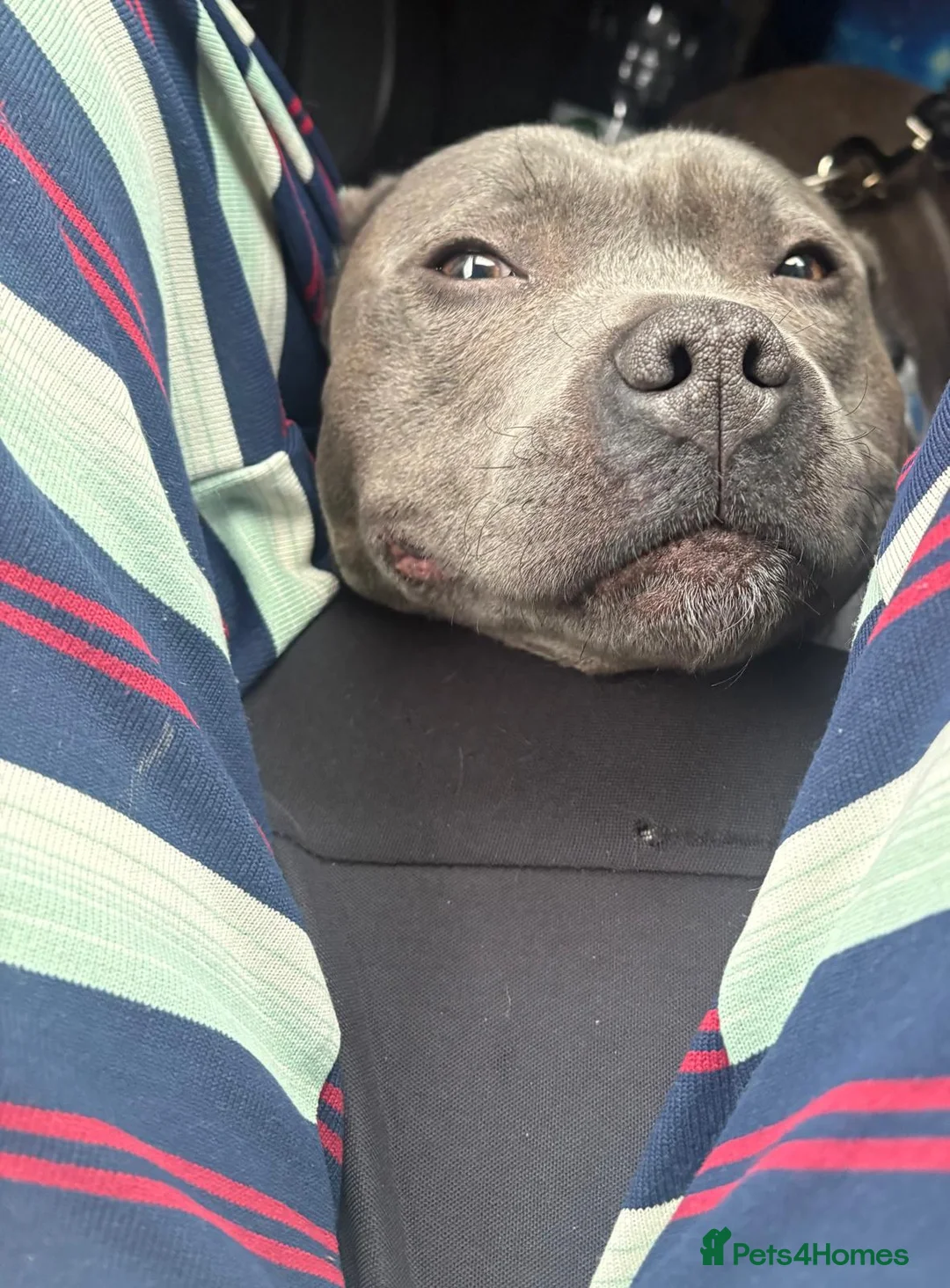 Staffordshire Bull Terrier dogs for sale: Ziggy, Staffordshire bull terrier - Advert 2