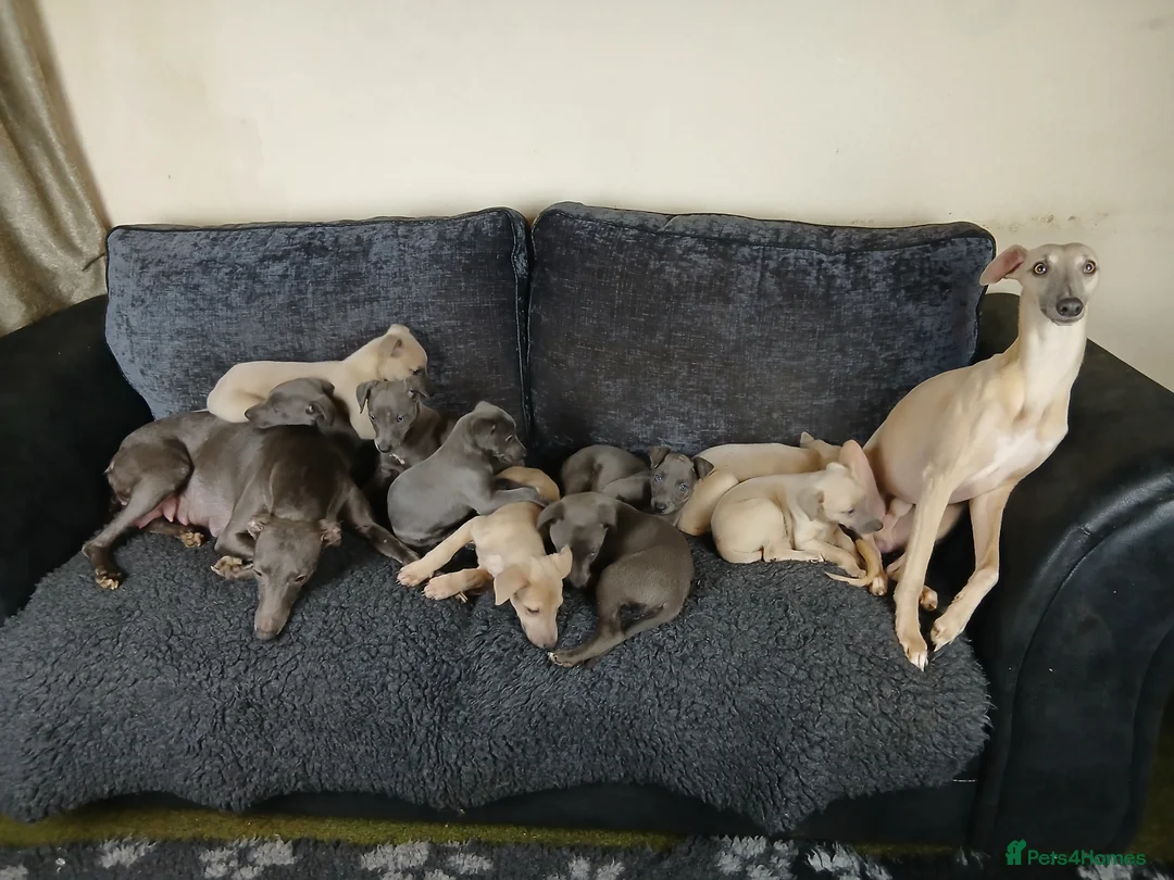 Whippet dogs for sale: Whippet Pups High Quality Crufts Winning Bloodline - Advert 2
