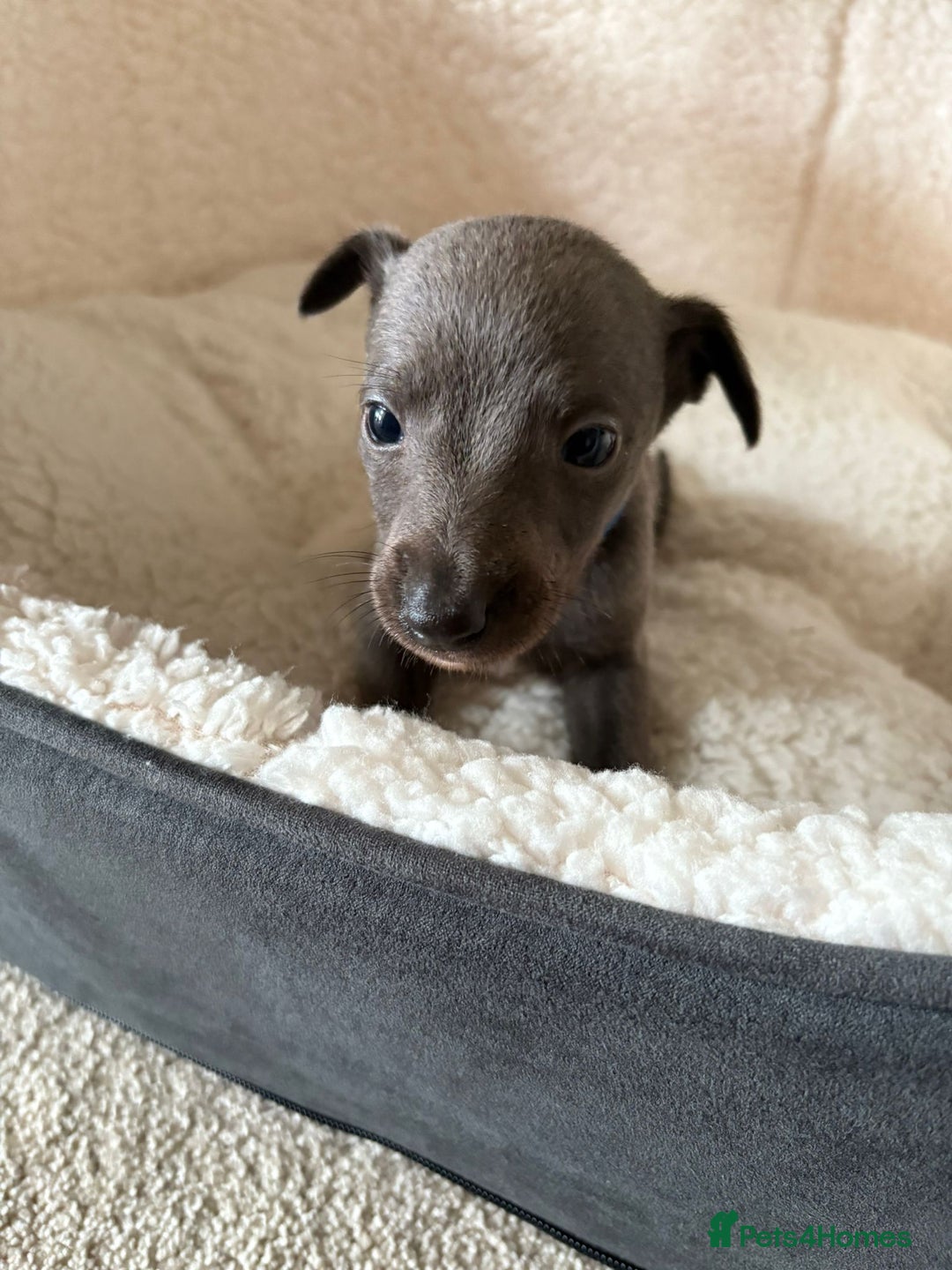 Whippet dogs for sale: KC registered BLUE whippet puppies 100% show type  - Advert 6