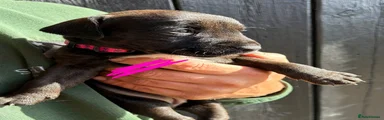 Pink collar 