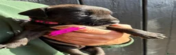 Patterdale Terrier dogs for sale: Chocolate Patterdales  - Advert 15