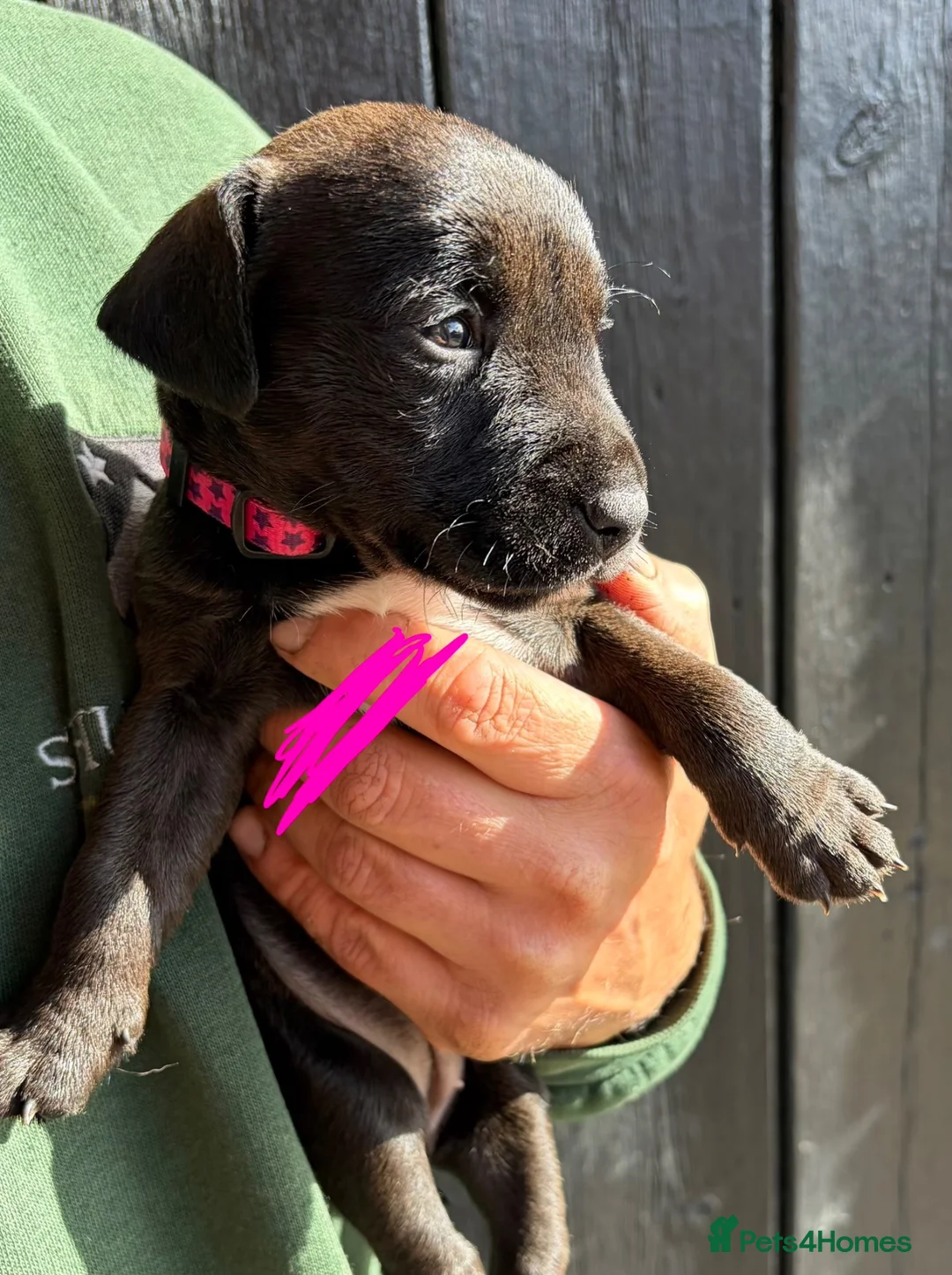 Patterdale Terrier dogs for sale: Chocolate Patterdales  - Advert 15
