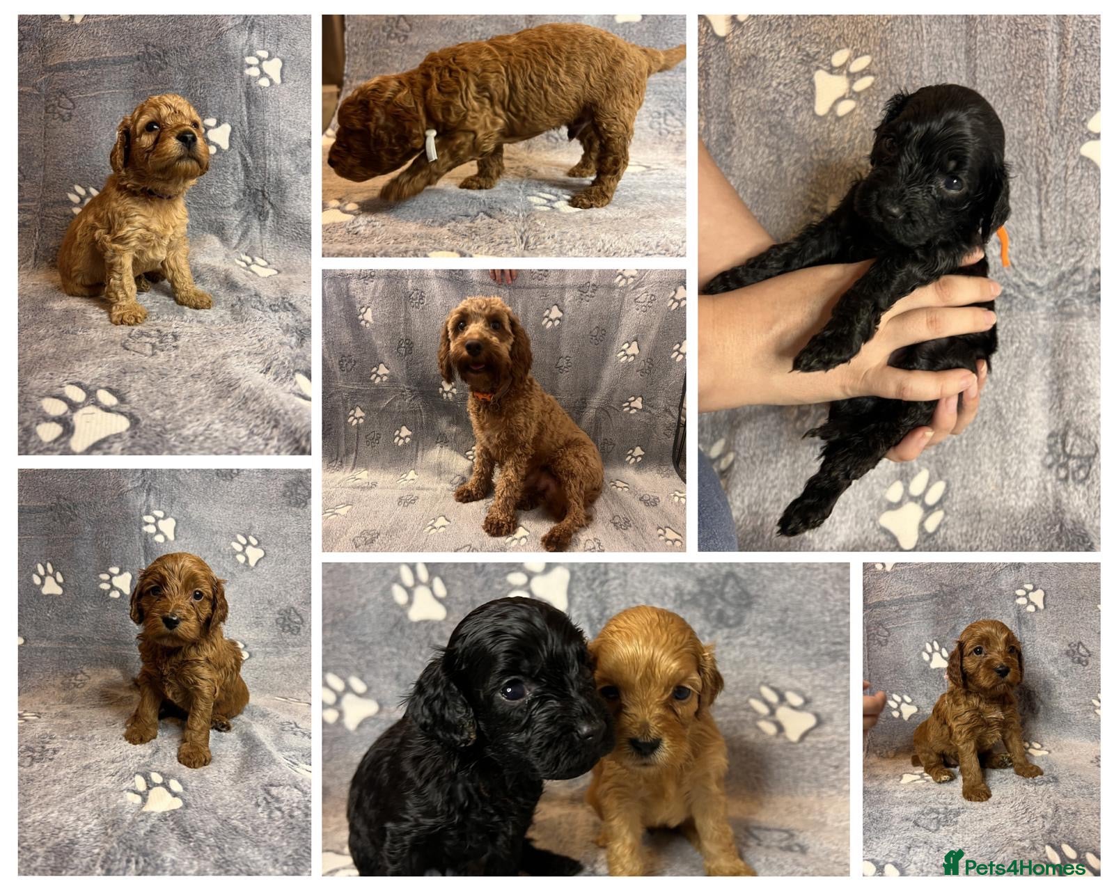 Cockapoo dogs Beautiful Cockapoo Puppies - litter of 9. - Advert 1