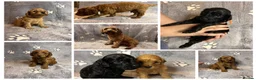 Cockapoo dogs for sale: Beautiful Cockapoo Puppies - litter of 9. in Washington - Advert 1