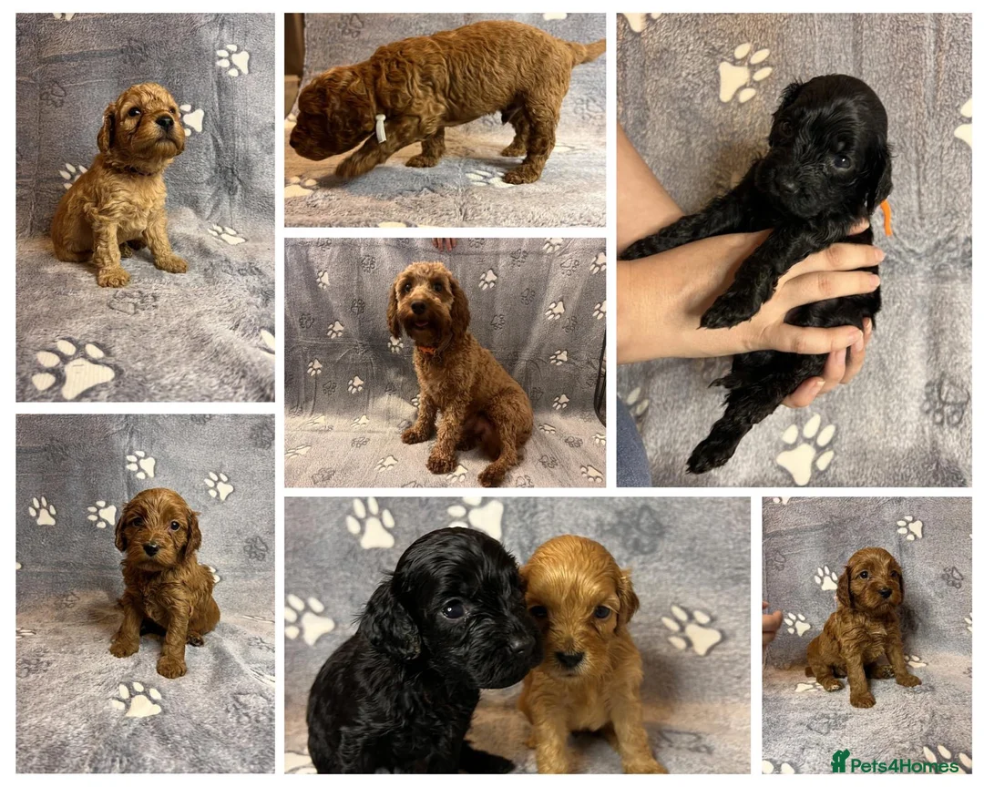 Cockapoo dogs for sale: Beautiful Cockapoo Puppies - litter of 9. in Washington - Advert 1