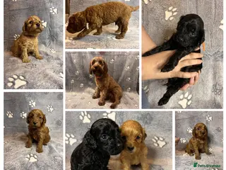 Cockapoo dogs Beautiful Cockapoo Puppies - litter of 9. - Advert 4