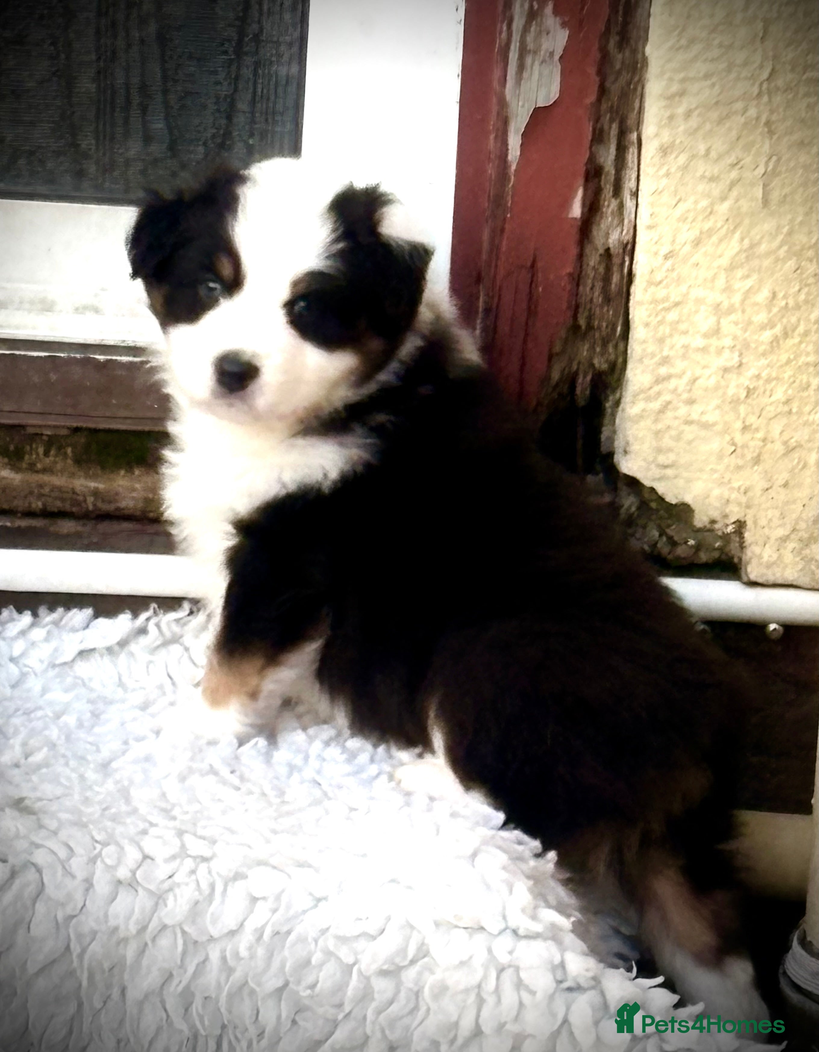 Australian Shepherd dogs Australian shepherd puppies - Advert 4