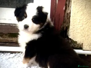 Australian Shepherd dogs Australian shepherd puppies - Advert 4