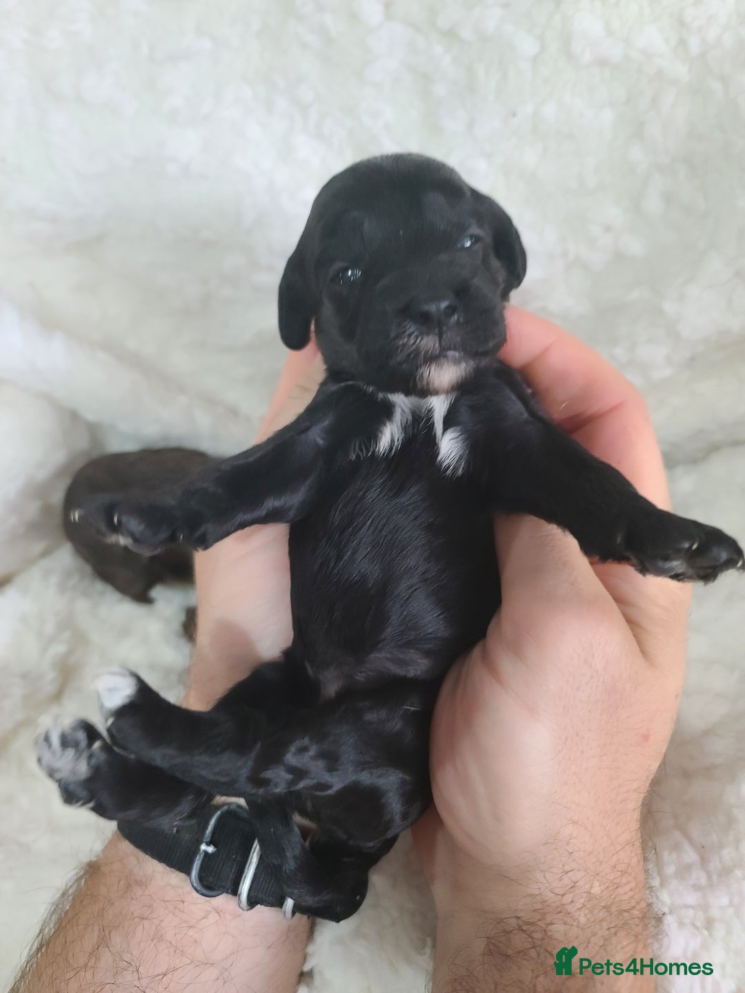 Cockapoo dogs for sale: F1 Cockapoos. DNA Health Tested  in Pershore - Image 9