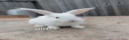 Continental Giant rabbits for sale: Continental giant rabbits 7 weeks old  in Milford Haven - Advert 7