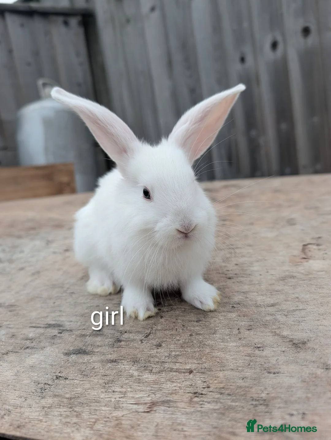 Continental Giant rabbits for sale: Continental giant rabbits 7 weeks old  in Milford Haven - Advert 7