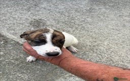 Lurcher dogs for sale: 2x Beautiful lurcher pups - Image 8