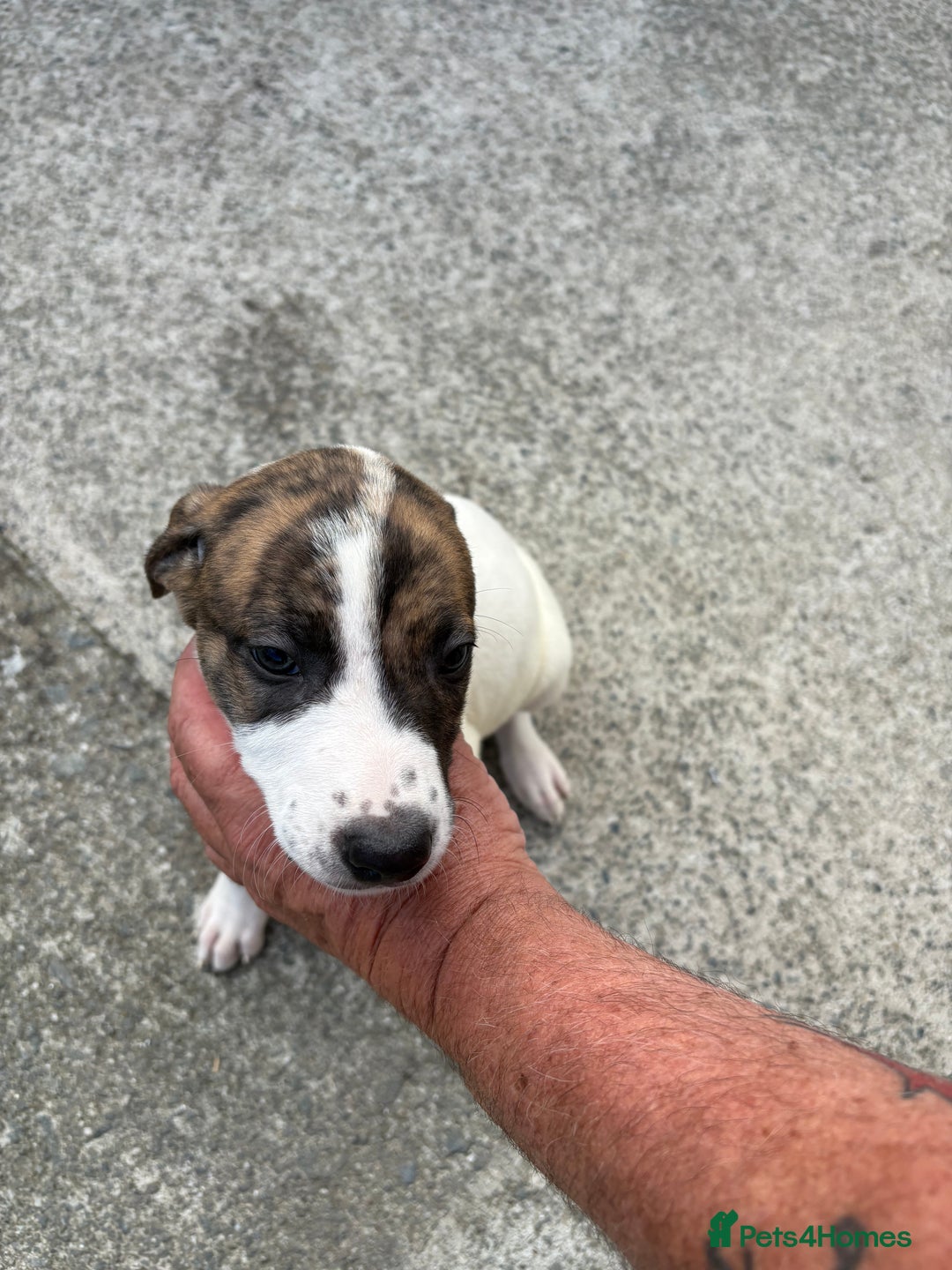 Lurcher dogs for sale: 2x Beautiful lurcher pups - Image 8