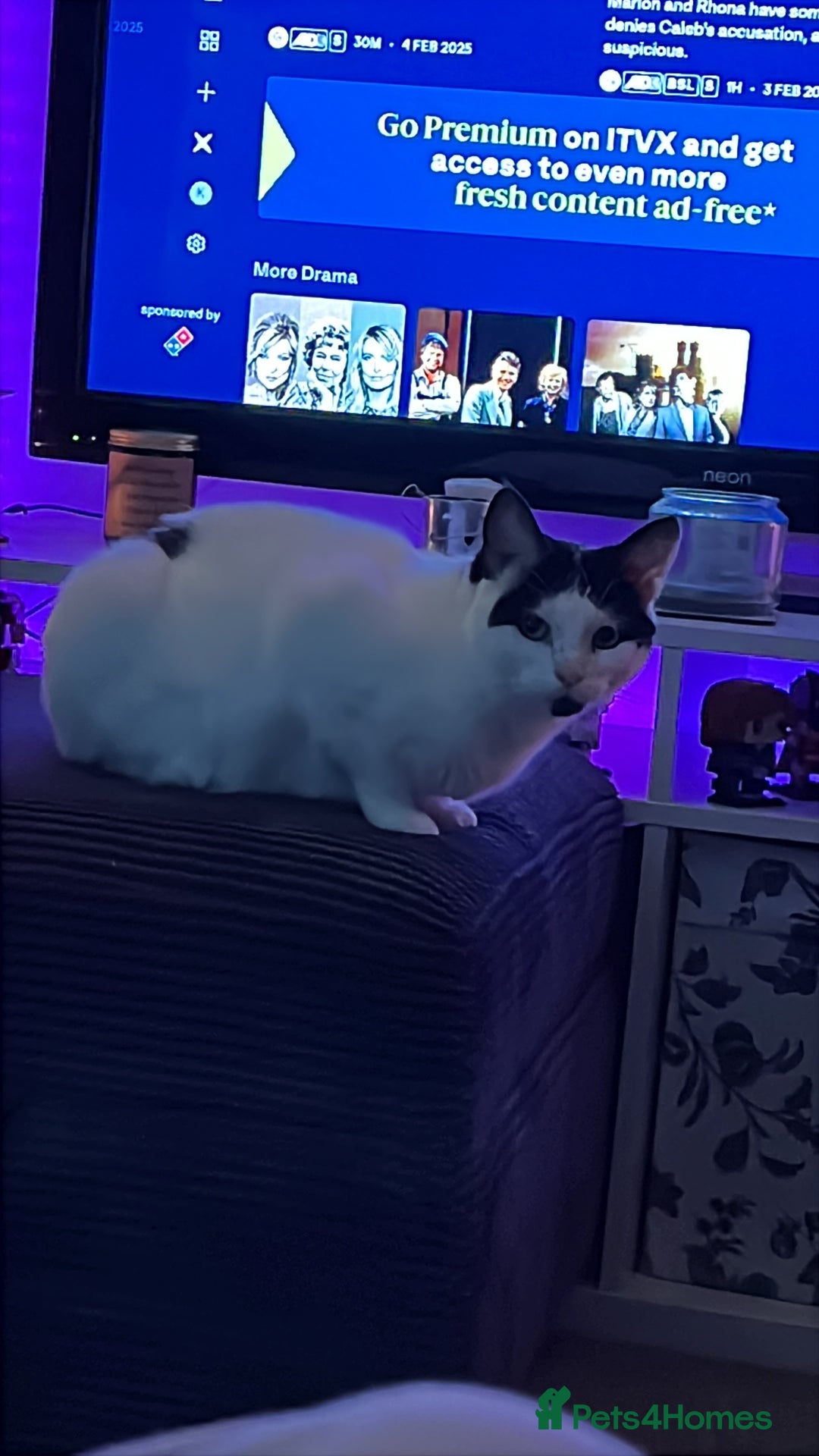 Mixed Breed cats for sale: 2 cats for rehoming - Advert 4