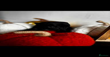 Pug dogs - Advert 10