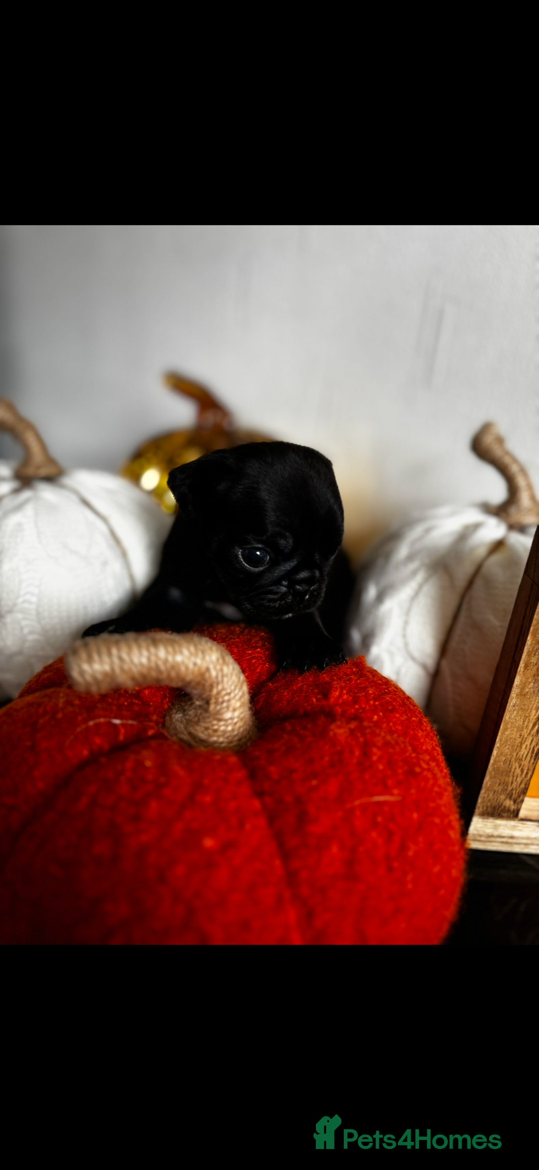 Pug dogs for sale: Beautiful Pugs  - Image 3