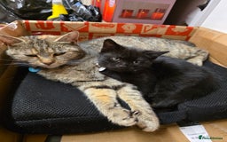 British Shorthair cats for sale: British short hair female kitten  - Image 5