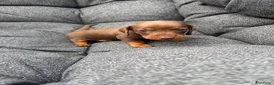 Dachshund blue
