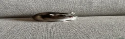 Hamster rodents for sale: Dwarf screaming hamster with cage - Advert 4