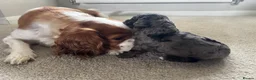 Cavapoo dogs for sale: 4 Beautiful Cavapoo puppies - Advert 34