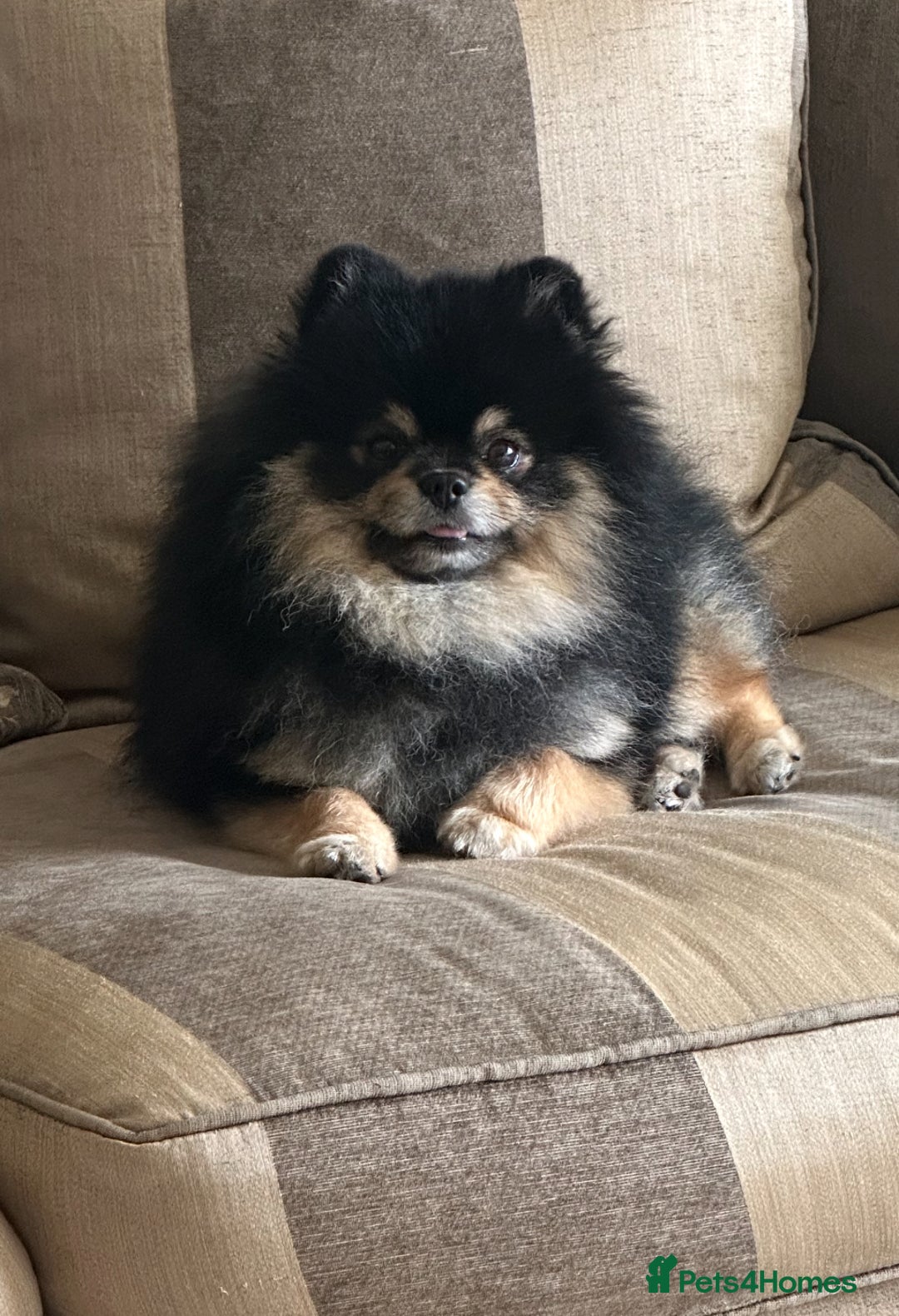 Pomeranian dogs for stud: Gorgeous Teddy bear tri coloured stud - Advert 6