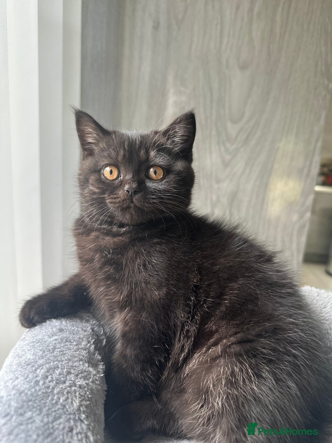 British Shorthair cats for sale: Take me home🏡, I need a loving family🙏❤️🥰🐈‍⬛ - Image 8