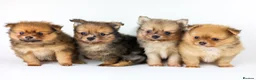Pomeranian dogs for sale: Pomeranian Puppies - Advert 4