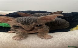 Sphynx cats for sale: Sphynx Kittens - Image 3