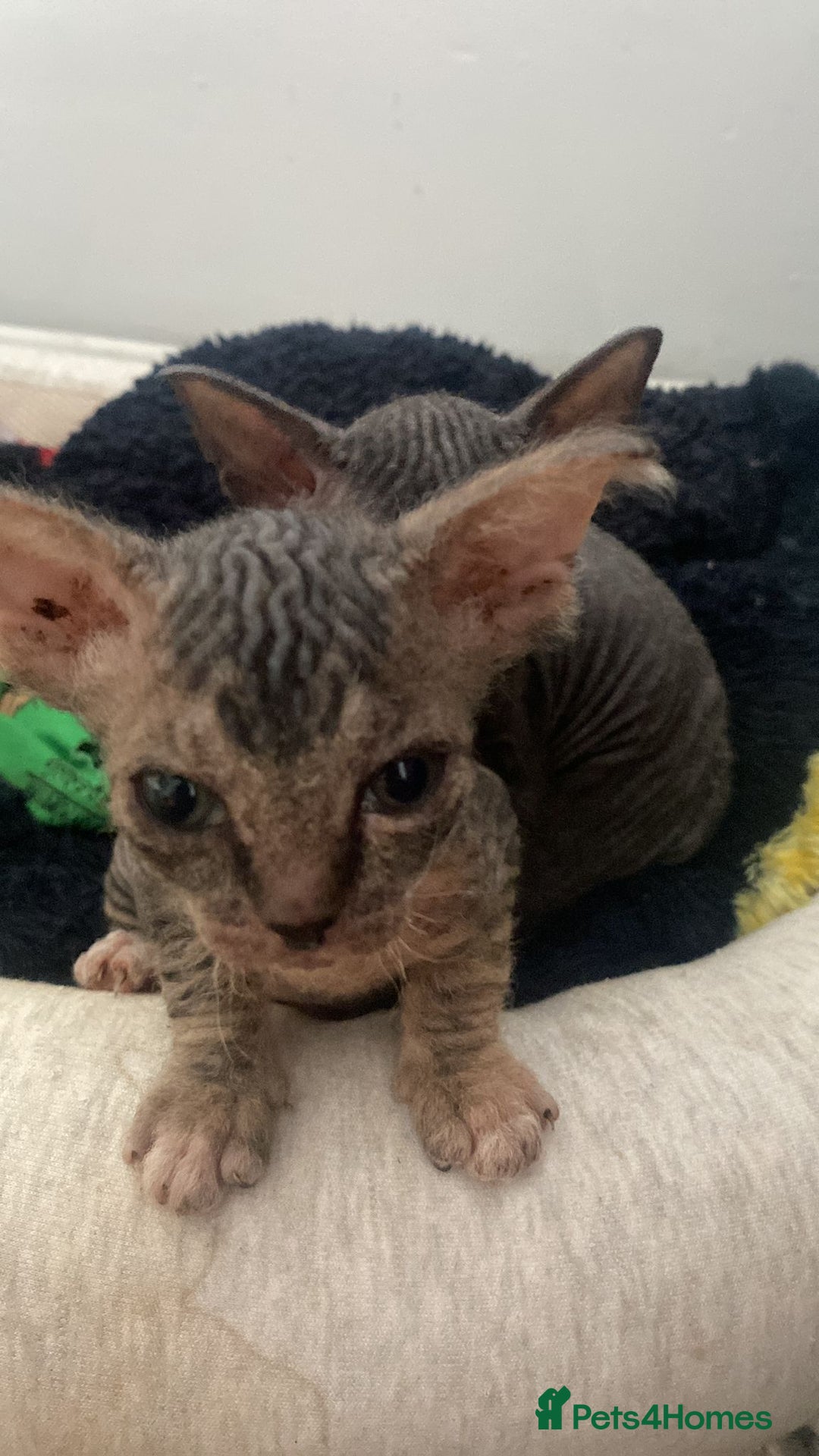 Sphynx cats for sale: Sphynx Kittens - Image 3