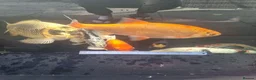 Koi Carp fish for sale: Koi /Orf /Tench- 11 in total in Wellingborough - Advert 8