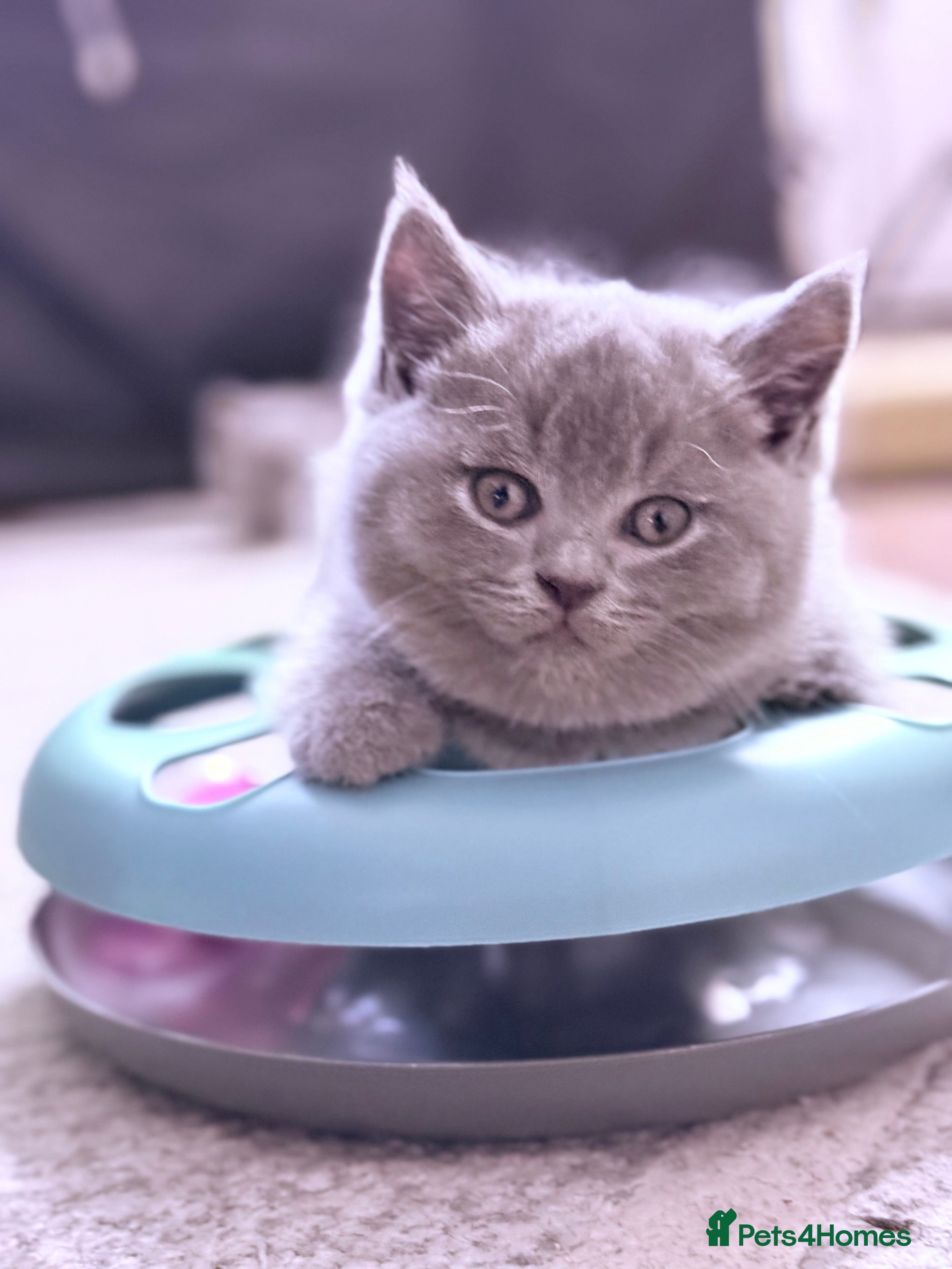 British Shorthair cats 100% Pure Pedigree LuXURY BOY - Advert 3