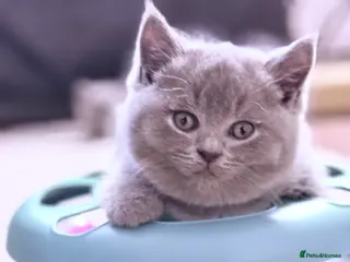 British Shorthair cats 100% Pure Pedigree LuXURY BOY - Advert 3