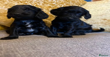 Cockapoo dogs - Advert 6