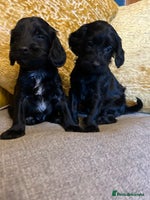 Cockapoo dogs - Advert 6