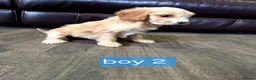 Cockapoo dogs for sale: Adorable F1 Cockapoo pups ♥️🐕🐾 in Bury Saint Edmunds - Advert 22