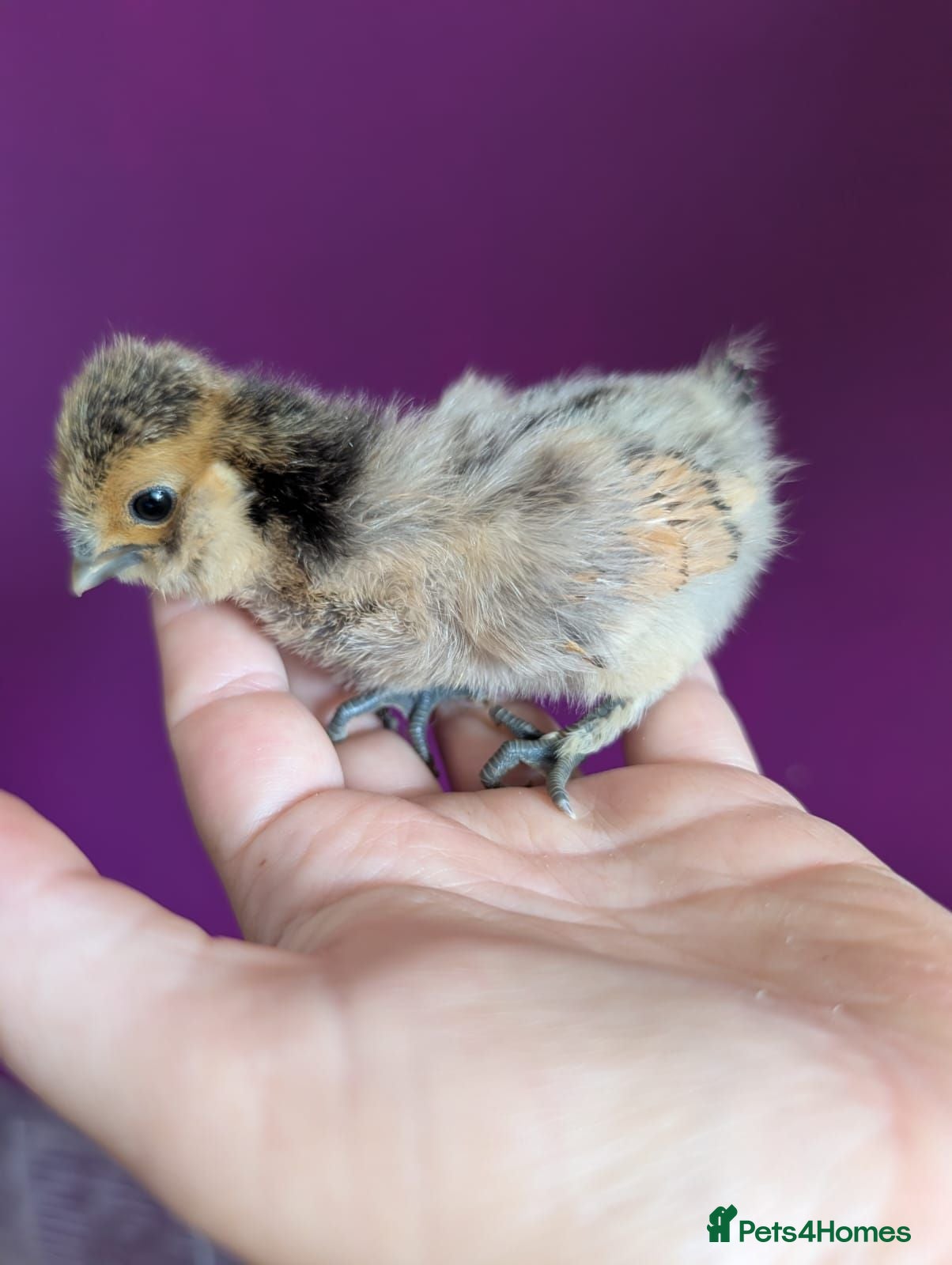 Chickens poultry Unsexed Chicks & Quail chicks - Advert 20