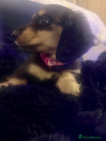 Miniature Dachshund dogs KC Reg PRA Clear Miniature Dachshunds - Advert 8