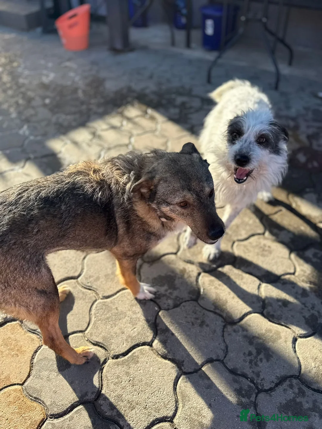 Mixed Breed dogs for adoption: 🐾MIRA🐾, a beautiful young girl for a Loving Home - Advert 36