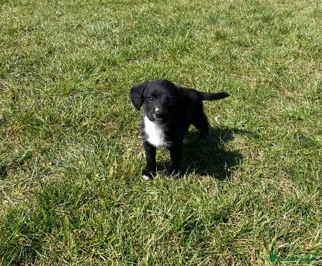 Sprocker dogs for sale: Adorable cute sprocker puppy  in Dagenham - Advert 5