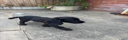 Cocker Spaniel dogs for sale: GorgeousCocker spaniel puppies in Whitchurch - Advert 8