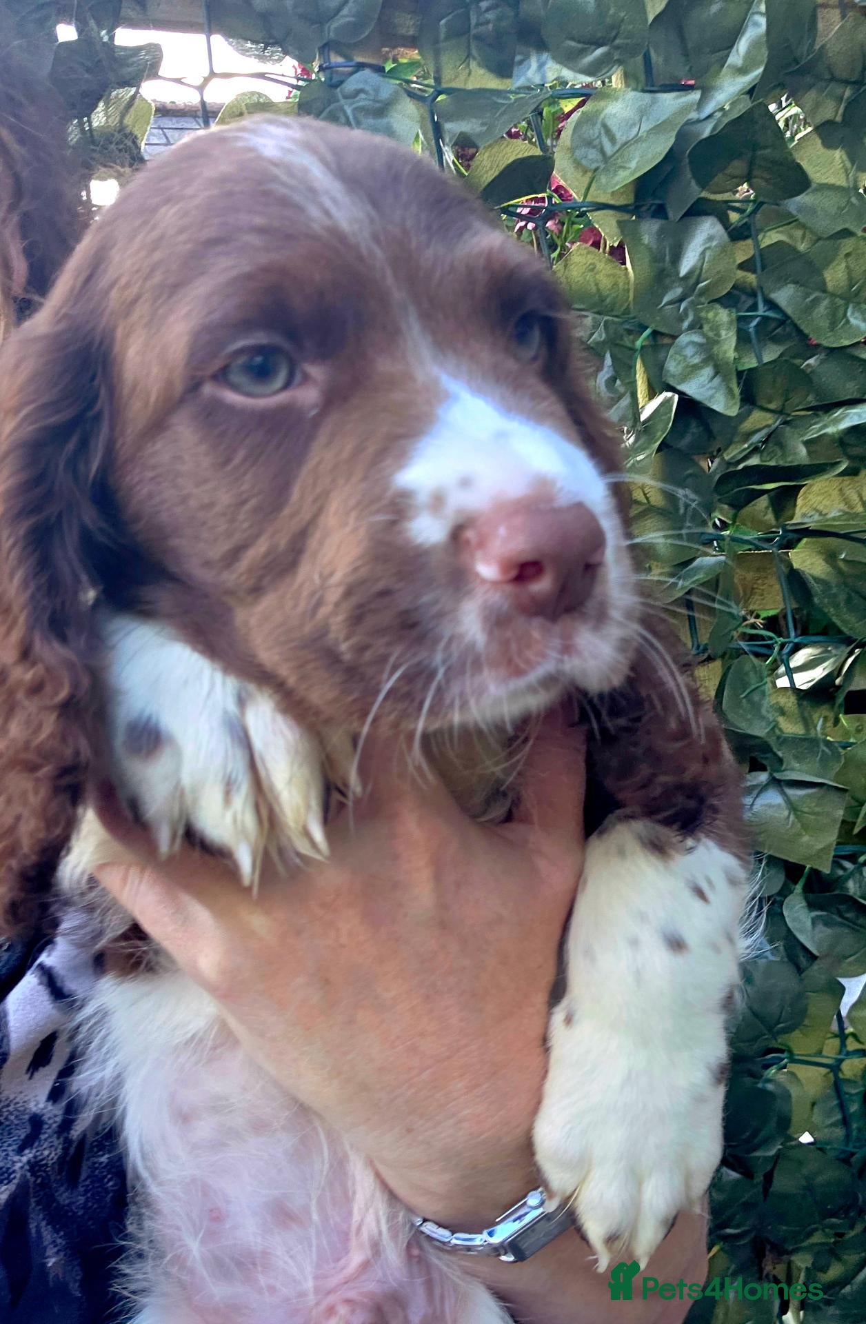 English Springer Spaniel dogs Ready KC Health Tested, Home Reared 5 ⭐️ Vetted  - Advert 2