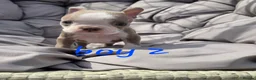 Boston Terrier dogs for sale: Beautiful baby bostons  - Advert 7