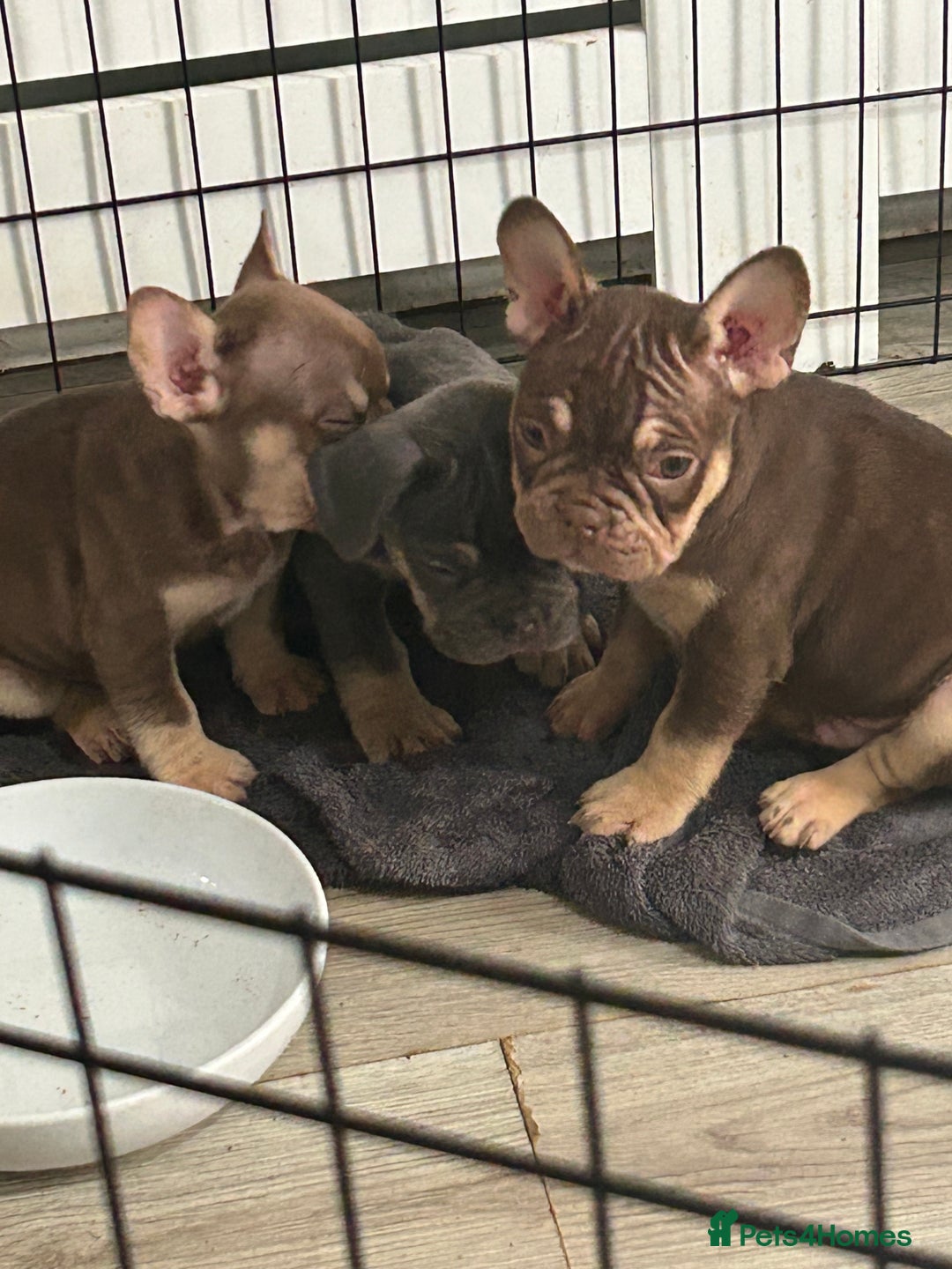 French Bulldog dogs for sale: 5* beautiful French bulldogs left ready to go 🏡 - Image 4